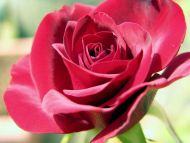 Big Darkpink Rose
